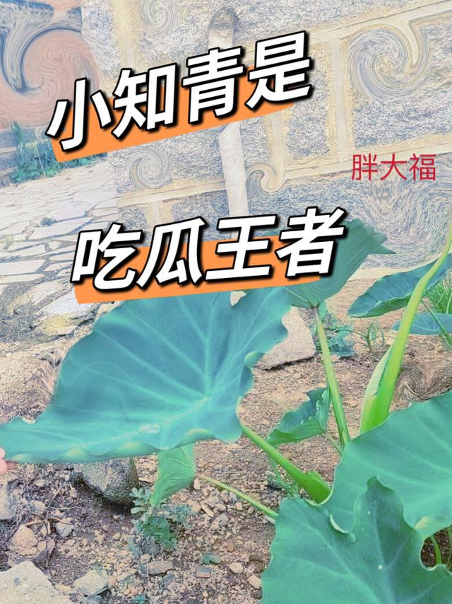 见钱眼开,女配和糙汉闪婚了